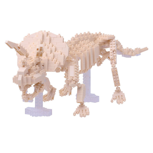 NBM-017 - Squelette de Tricératops